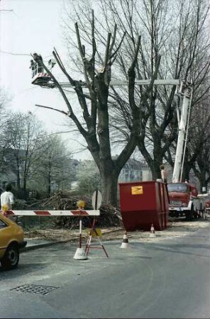 Freiburg i. Br.: Baumfällen in der Oberau