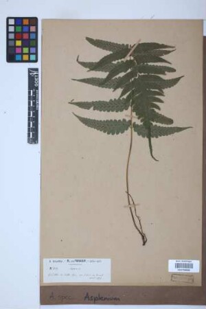 Asplenium spec.