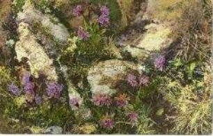 Postkarte mit Wildblumen-Motiv