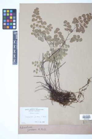 Adiantum jordanii Müll.Hal.