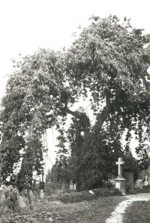 Naturschutz. Baumschutz. Traueresche auf einem Friedhof