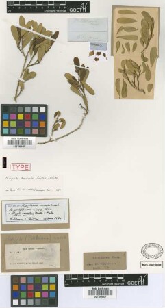 Polygala cuneata (Griseb.) S.F.Blake