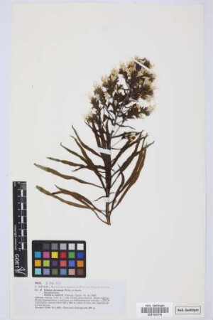 Echium decaisnei decaisnei Webb & Berth.