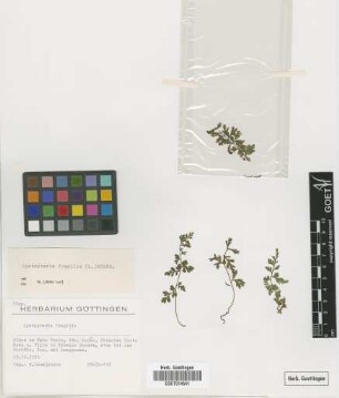 Cystopteris fragilis fragilis (L.) Bernh.