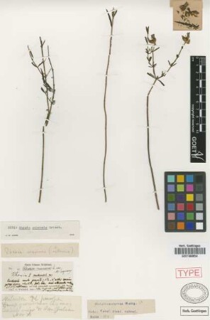Rhexia cubensis Griseb. [holotype]