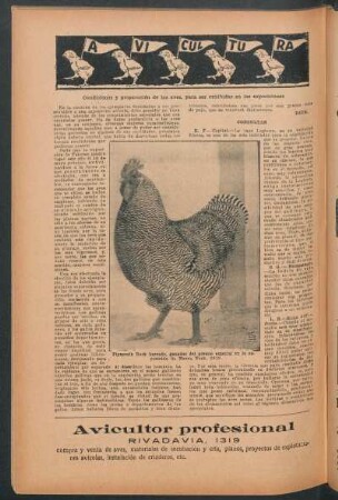 Avicultura : Condiciones y preparación de las aves, para ser exhibidas en las exposiciones
