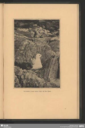 Sturmmöve, Larus canus, Linn., auf dem Neste