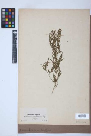 Asplenium scandicinum Kaulf.