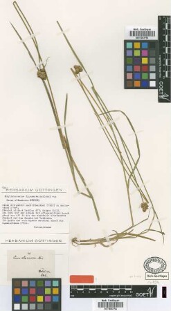Carex allomacros Steud. [type]