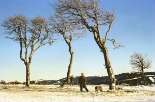 Schauinsland: Wetterbuchen; Hintergrund Feldberg