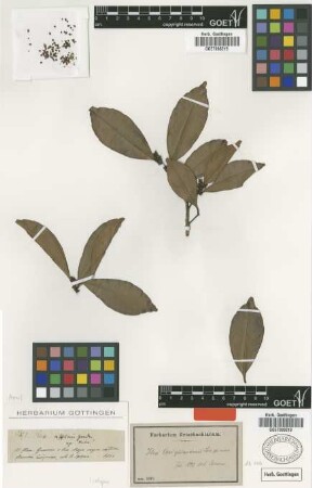 Ilex affinis Gardner