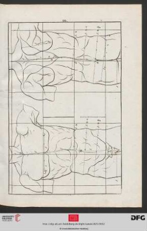 Taf. 20 [Männlicher Rumpf (Proportionen; Kontur)]