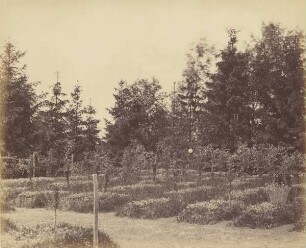 Nettelbeck - Friedhof, Gräber der Erwachsenen
