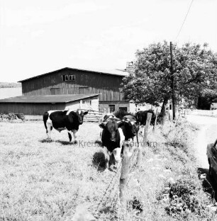 Landwirtschaft: links Rinderherde auf Hauskoppel an Zaun: dahinter Bauerngehöft: hinten rechts Bäume