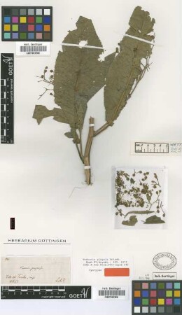 Vernonia pinguis Griseb. [syntype]