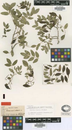 Behaimia cubensis Griseb. [syntype]