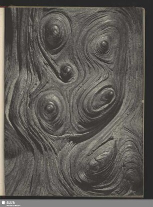 Detail der Eichenwurzel, Quercus robur