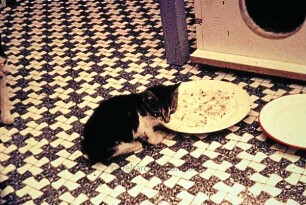 Katze: Peter und Moritz