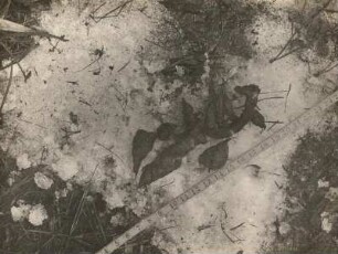 Rotfuchs (Vulpes vulpes L.), Losung auf Schnee