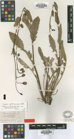 Papaver heldreichii Boiss. var. Boiss. sparsipilosum[isotype]
