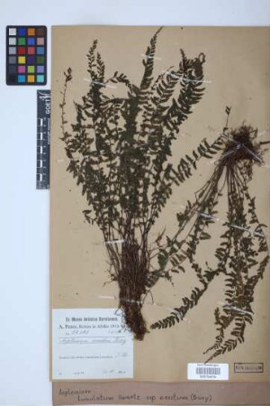 Asplenium lunulatum var. erectum (Bory ex Willd.) Baker