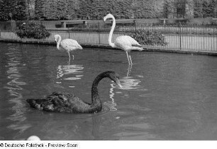 Schwarzer Schwan und zwei Flamingos