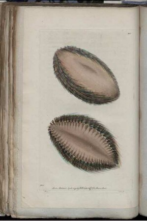 [Abb. 205]