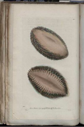 [Abb. 205]