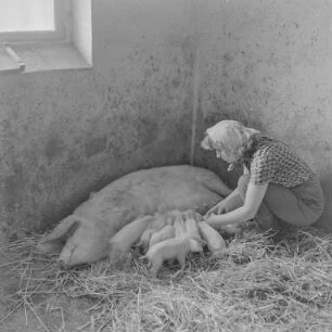 VEG Pommritz : Pommritz. Volkseigenes Gut (Rittergut Pommritz). Landwirtschaftsbetrieb