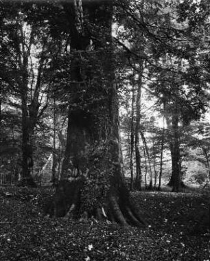 San Severo. Laub-Mischwald (Foresta Umbra)