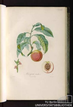 Pl. XXXIX. Pourprée tardive.