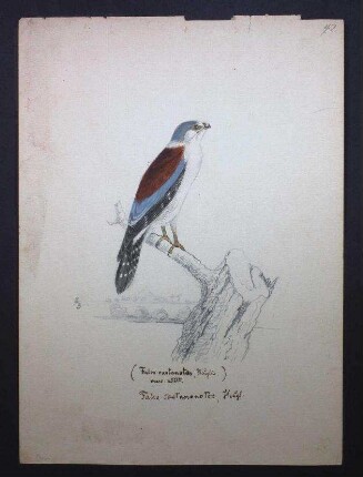 Halsband-Zwergfalke, Polihierax semitorquatus castanotus (Heuglin, 1860)