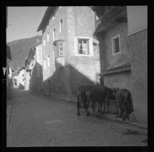 Kühe am Dorfbrunnen
