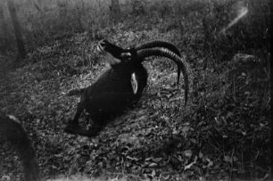 Sterbende Säbelantilope : Sterbende Säbelantilope.