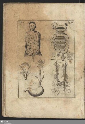 Tavola Terza