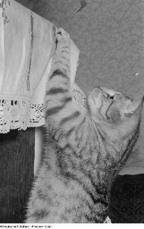 Katze, an einem Tisch