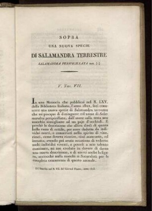 Sopra Una Nuova Specie Di Salamandra Terrestre ...