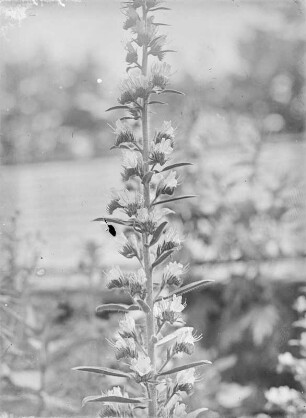 Gewöhnlicher Natternkopf : Gewöhnlicher Natternkopf (Echium vulgare Linnaeus).