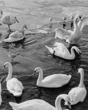 Winter 1952. Die Alster beginnt zuzufrieren. Trotzdem tummeln sich Schwäne und Möwen im Wasser