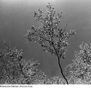 Ast eines Baumes (Buche ?)