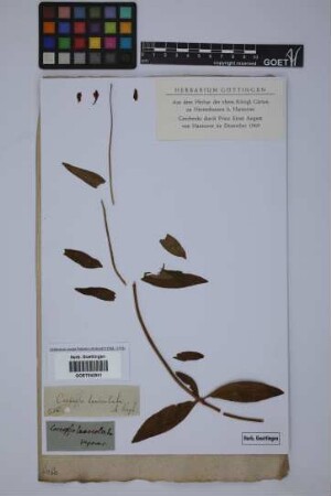 Coreopsis lanceolata L.