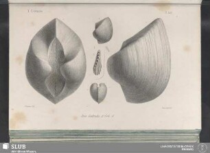 Pl. 308
