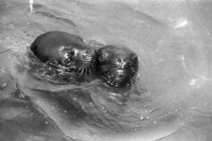 Seelöwen-Mädchen "Nixe" und "Najade" im Karlsruher Zoo