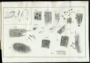 Fig. I. [bis] Fig. XVIII.