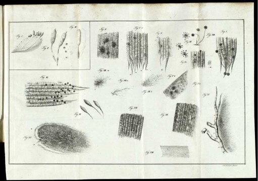 Fig. I. [bis] Fig. XVIII.