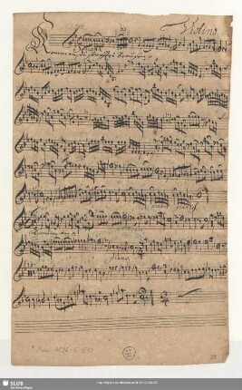 Violino