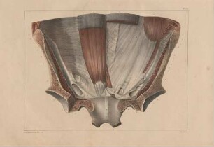 Muskeln der vorderen Muskelschicht des Torso (von der Rückseite aus betrachtet)