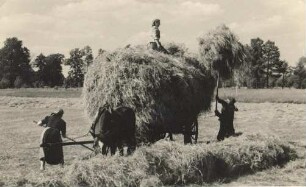 Heuernte in Riegel : Synowe žně w Roholu