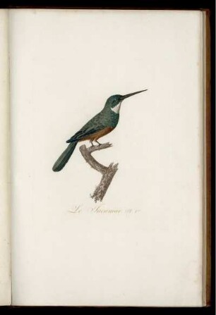 Le Jacamar Pl. 1 [bis] Le Jacammaciri Pl. 6.