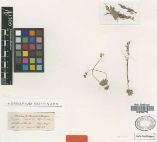 Draba tibetica Hook.f. & Thomson [type]